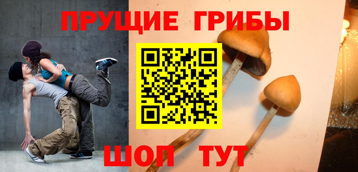 Псилоцибиновые грибы Cubensis  Вход с VPN  Псилоцибиновые грибы прущие грибы  Лесной 